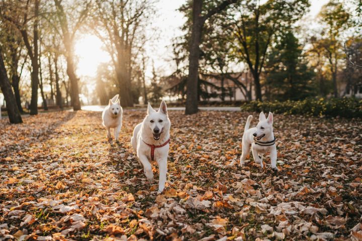 south bear creek - three dogs running through the park during the fall