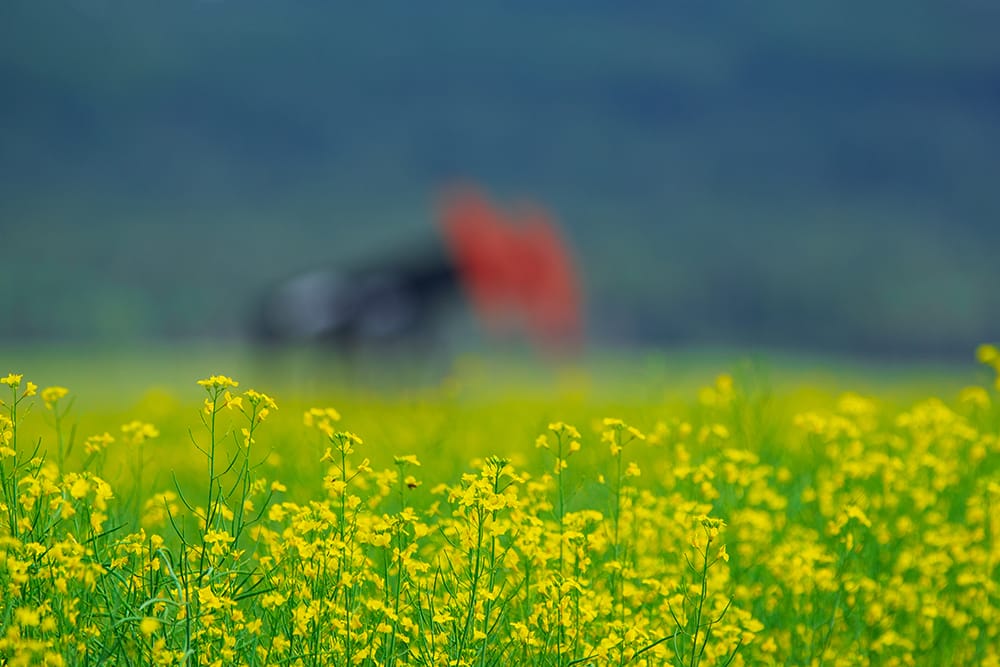 Canola field with oil derrik in the background